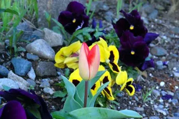 20100407Tulip3.jpg
