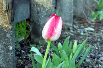 20100407Tulip4.jpg