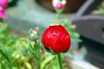 20100409Ranunculus.jpg