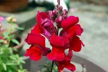 20100409Snapdragon1.jpg