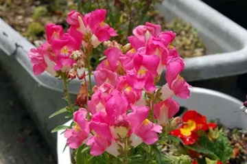 20100409Snapdragon2.jpg