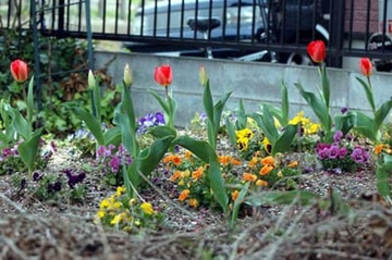 20100409Tulip.jpg