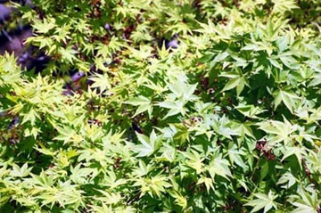 20100410Momiji1.jpg