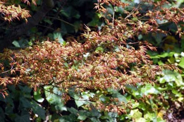 20100410Momiji3.jpg