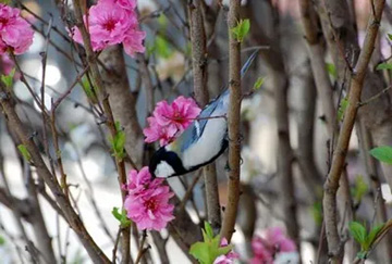 20100410Shijyukara1.jpg