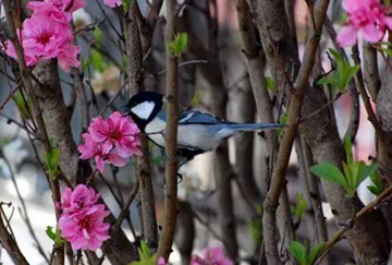20100410Shijyukara2.jpg