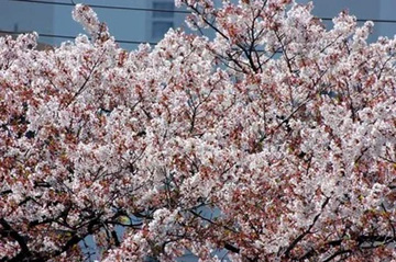 20100410Someiyoshino.jpg