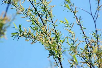 20100410Willow.jpg