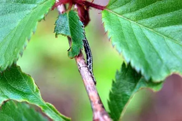20100411Inchworm.jpg