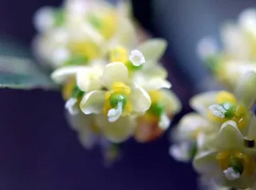 20100411Laurel.jpg