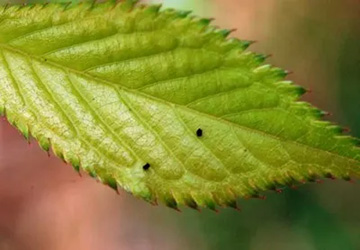 20100411Leaf.jpg