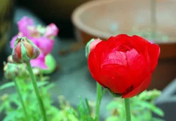 20100411Ranunculus.jpg