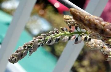 20100411Wisteria1.jpg