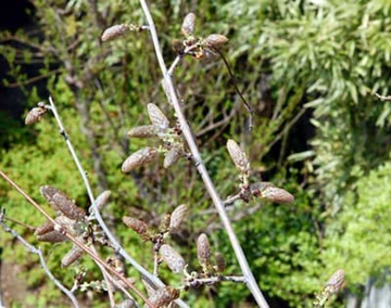20100411Wisteria2.jpg