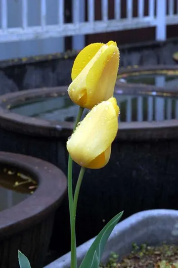 20100412Tulip.jpg