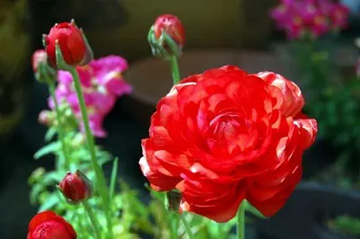 20100414Ranaunculus1.jpg