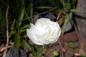 20100414Ranaunculus2.jpg