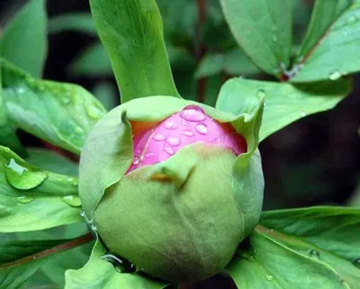 20100415Botan2.jpg