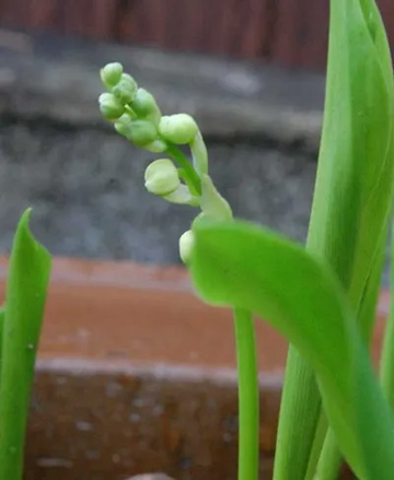 20100415Suzuran.jpg