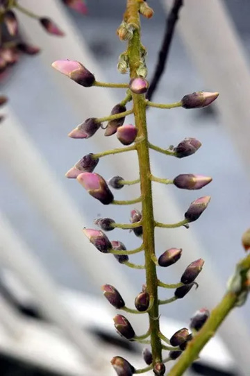 20100415Wisteria.jpg