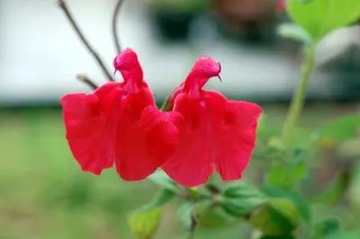 20100416Salvia.jpg