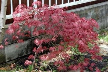 20100419Momiji.jpg