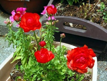 20100419Ranunculus.jpg