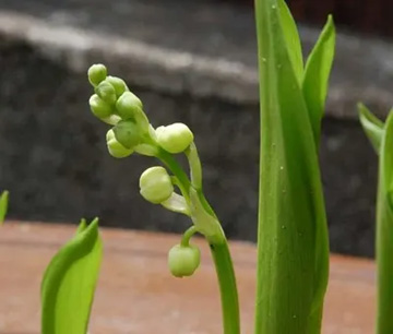 20100419Suzuran.jpg