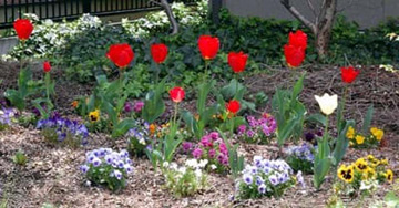 20100419Tulip.jpg