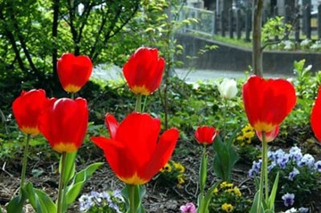 20100419Tulip2.jpg