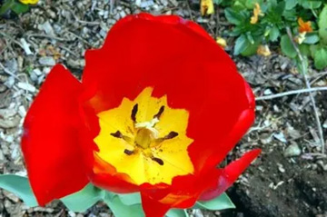 20100421Tulip1.jpg