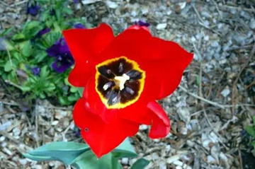20100421Tulip2.jpg
