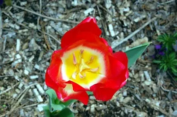 20100421Tulip3.jpg