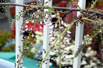 20100421Wisteria1.jpg