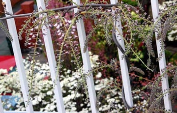 20100421Wisteria2.jpg