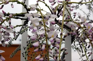 20100423Wisteria1.jpg