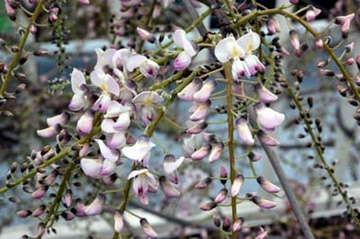 20100423Wisteria2.jpg