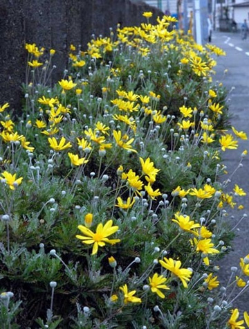 20100424Daisy.jpg
