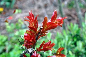 20100424Sarusuberi.jpg