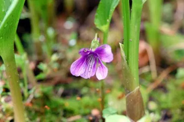 20100424Violet.jpg