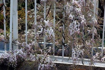 20100426Wisteria1.jpg