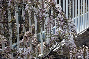 20100426Wisteria2.jpg