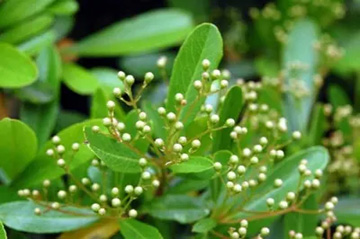 20100427Pyracantha.jpg