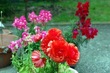 20100427Ranunculus.jpg
