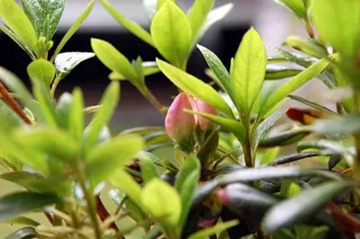 20100428Azalea.jpg