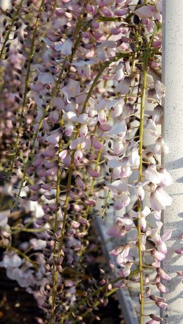 20100428Wisteria2.jpg