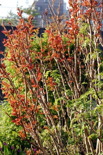 20100429Ooniji.jpg