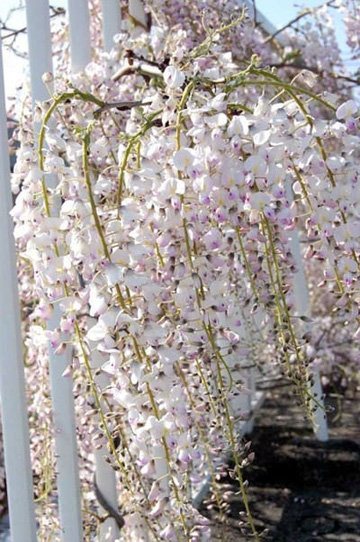 20100429Wisteria1.jpg
