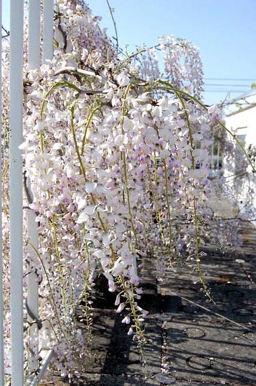 20100429Wisteria2.jpg