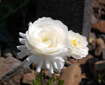 20100430Ranunculus1.jpg